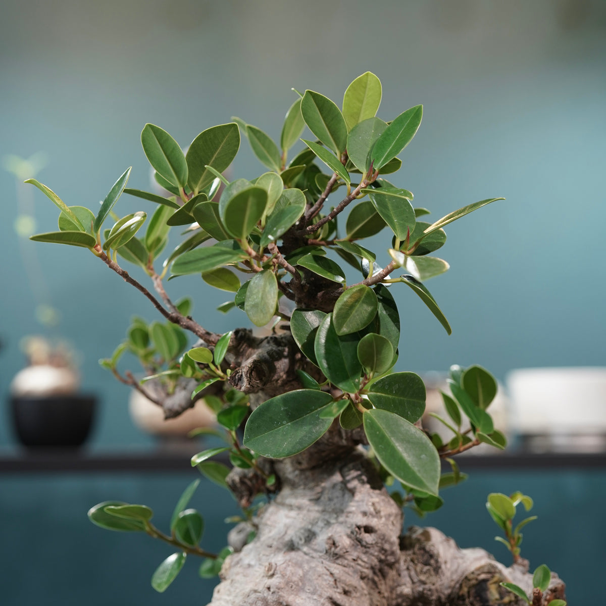 Ficus microcarpa(ガジュマル)× 宮島將實"匣鉢穴窯灰埋焼成鉢" No.1