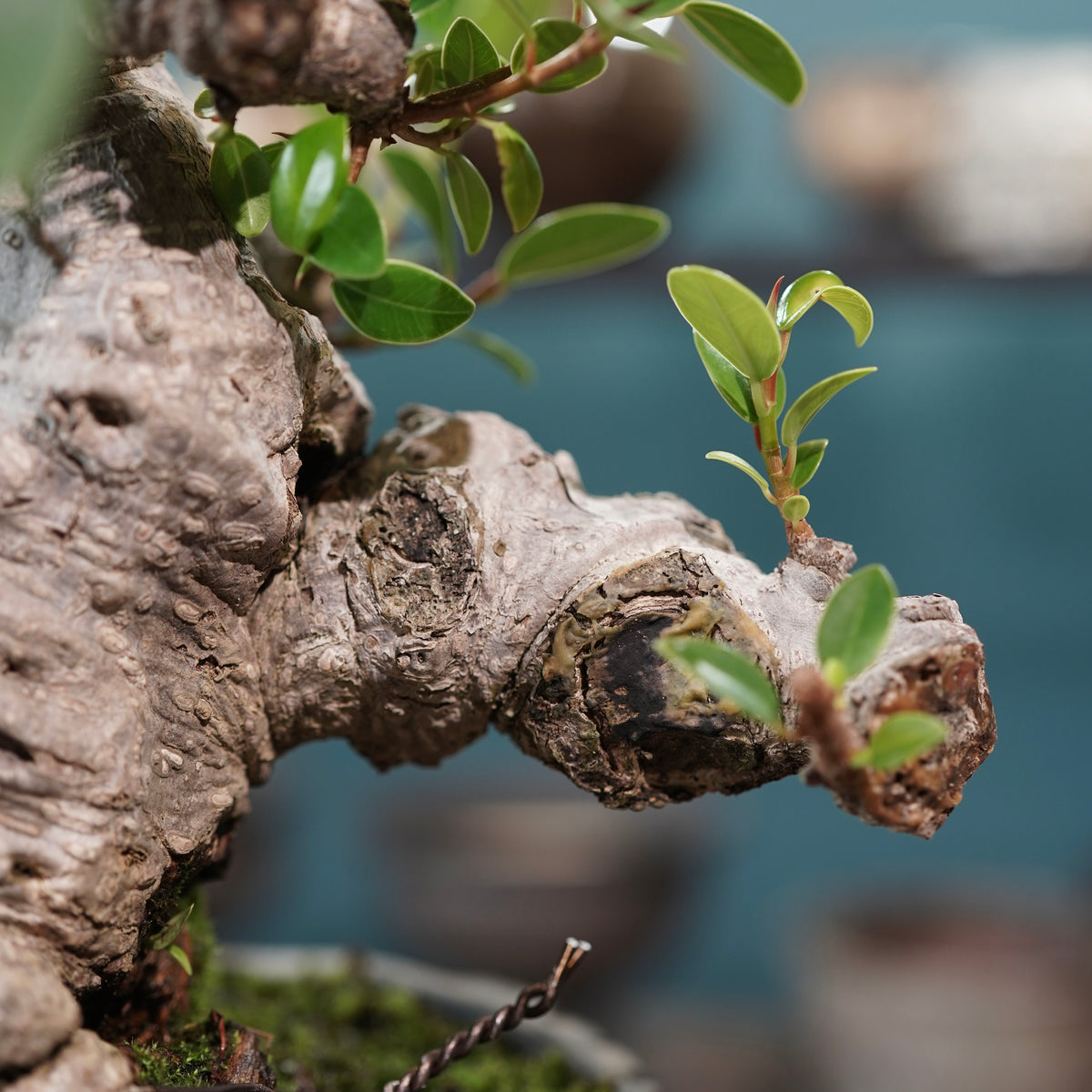 Ficus microcarpa(ガジュマル)× 宮島將實"匣鉢穴窯灰埋焼成鉢" No.1