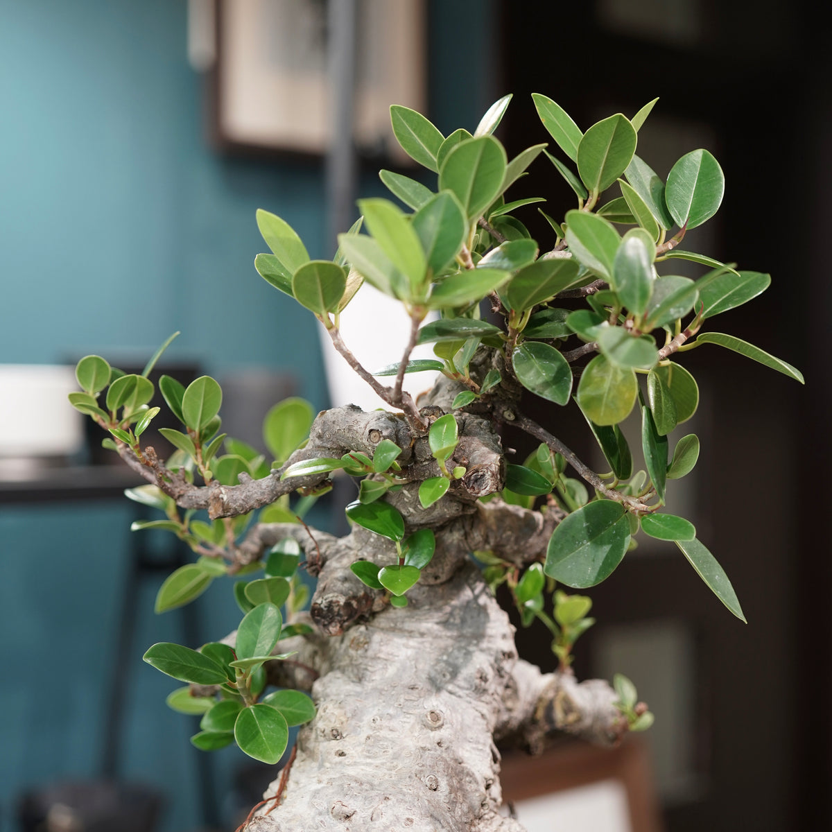 Ficus microcarpa(ガジュマル)× 宮島將實"匣鉢穴窯灰埋焼成鉢" No.1
