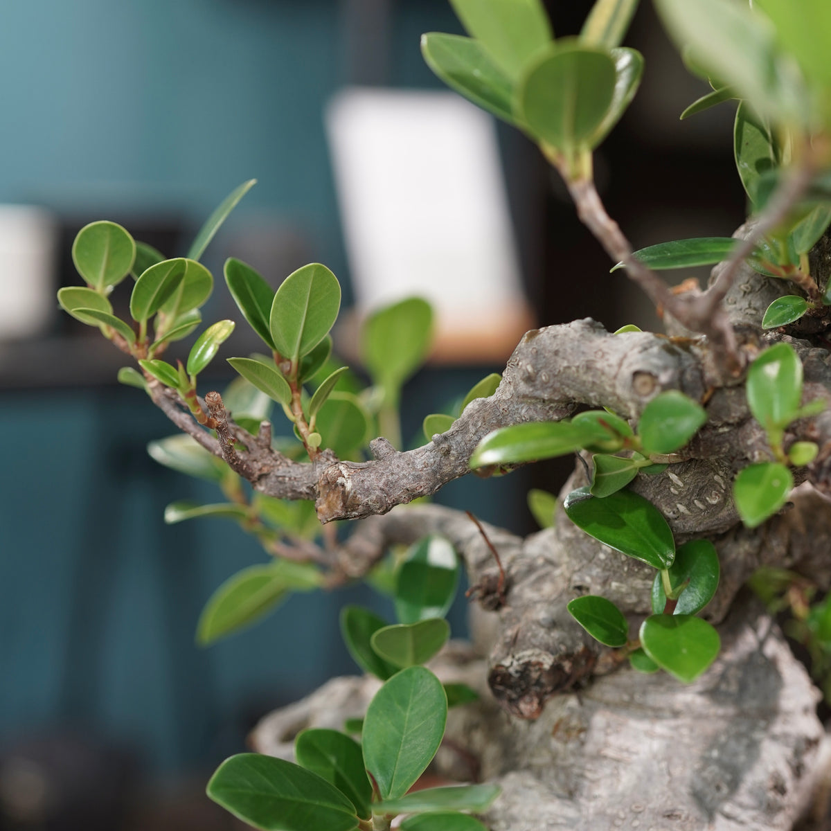 Ficus microcarpa(ガジュマル)× 宮島將實"匣鉢穴窯灰埋焼成鉢" No.1