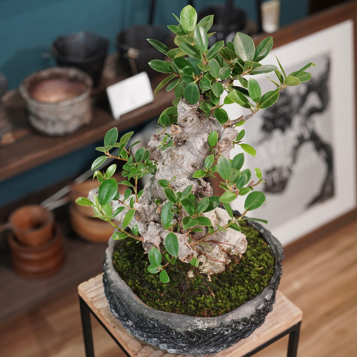 Ficus microcarpa(ガジュマル)× 宮島將實"匣鉢穴窯灰埋焼成鉢" No.1