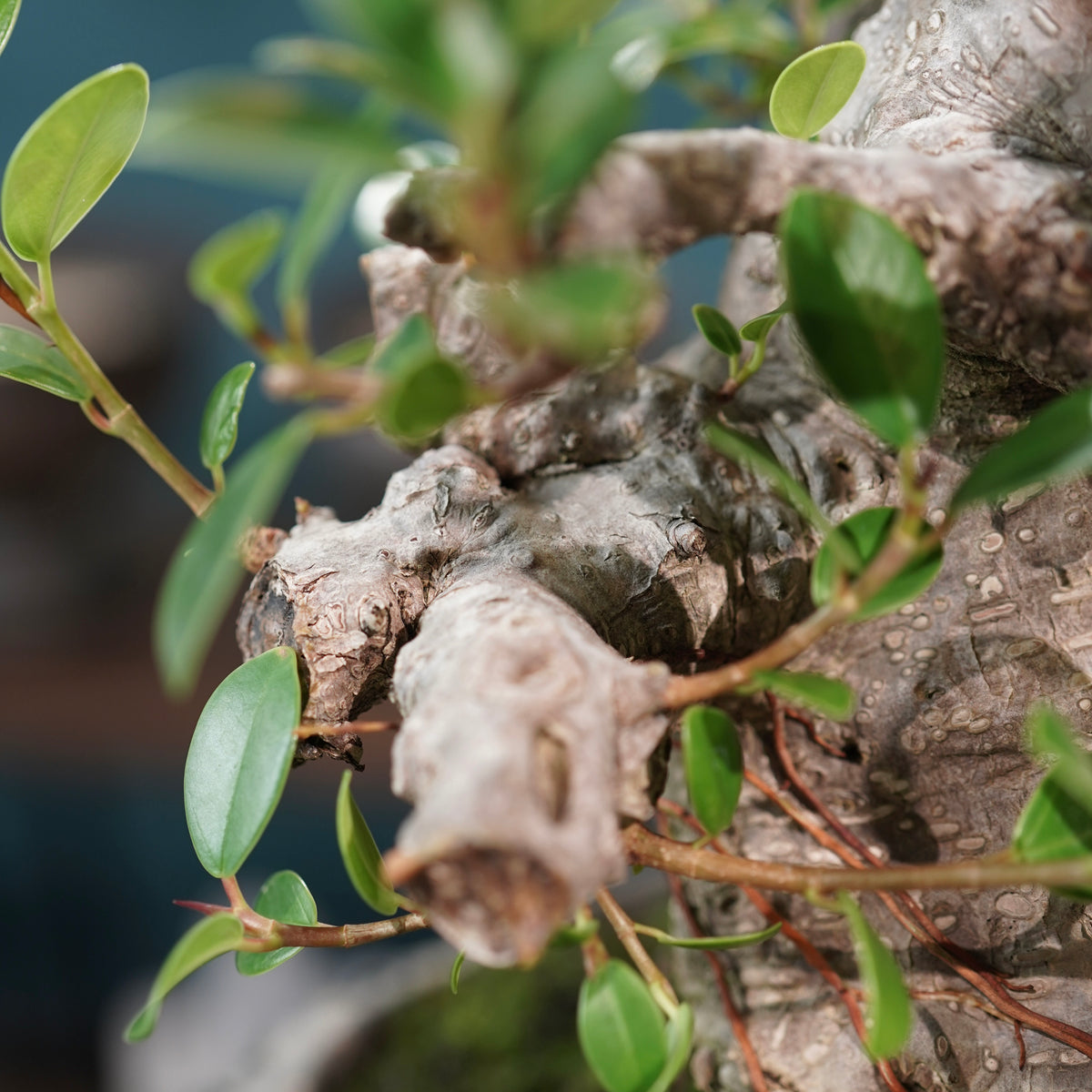 Ficus microcarpa(ガジュマル)× 宮島將實"匣鉢穴窯灰埋焼成鉢" No.1