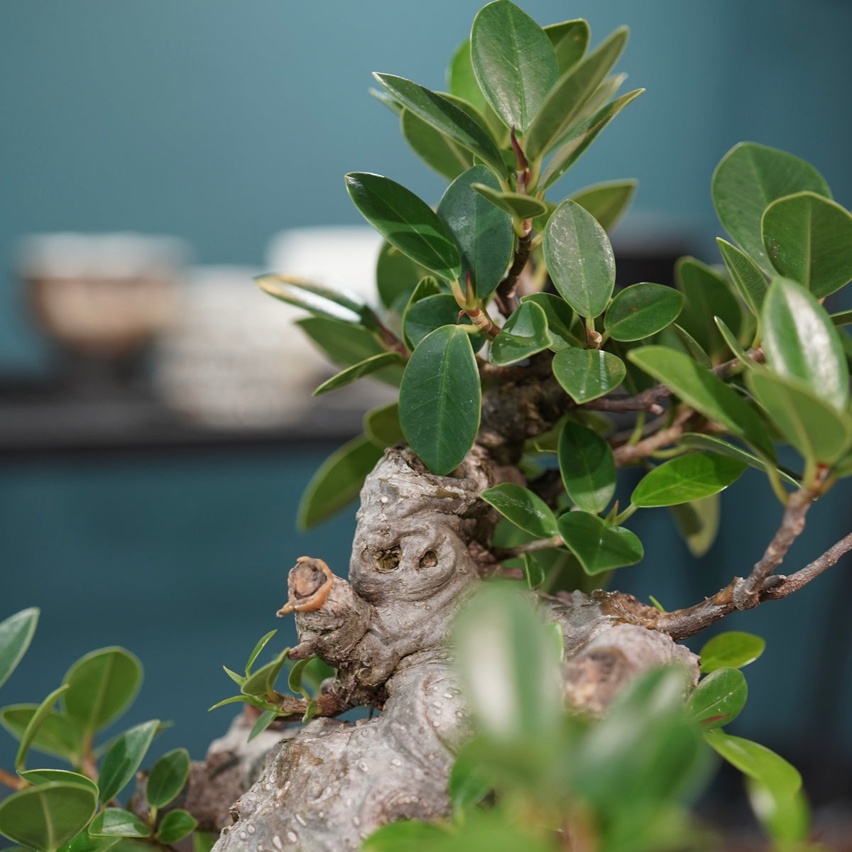 Ficus microcarpa(ガジュマル)× 宮島將實"匣鉢穴窯灰埋焼成鉢" No.1