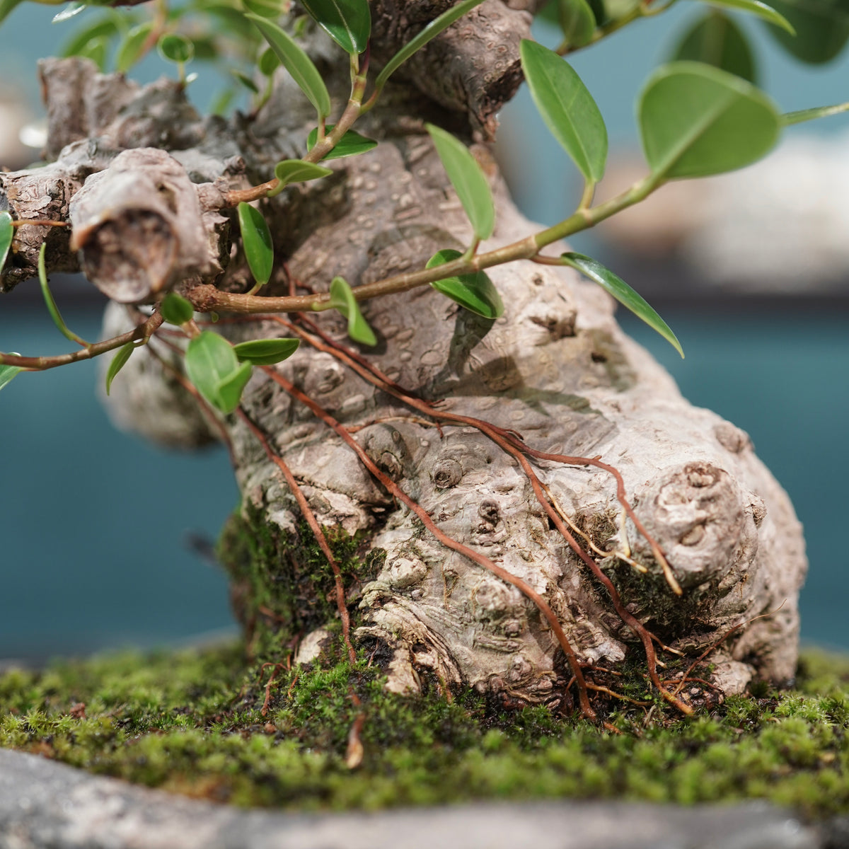 Ficus microcarpa(ガジュマル)× 宮島將實"匣鉢穴窯灰埋焼成鉢" No.1