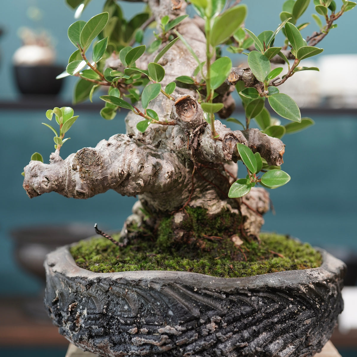Ficus microcarpa(ガジュマル)× 宮島將實"匣鉢穴窯灰埋焼成鉢" No.1