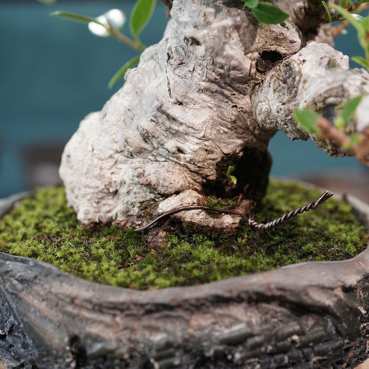 Ficus microcarpa(ガジュマル)× 宮島將實"匣鉢穴窯灰埋焼成鉢" No.1