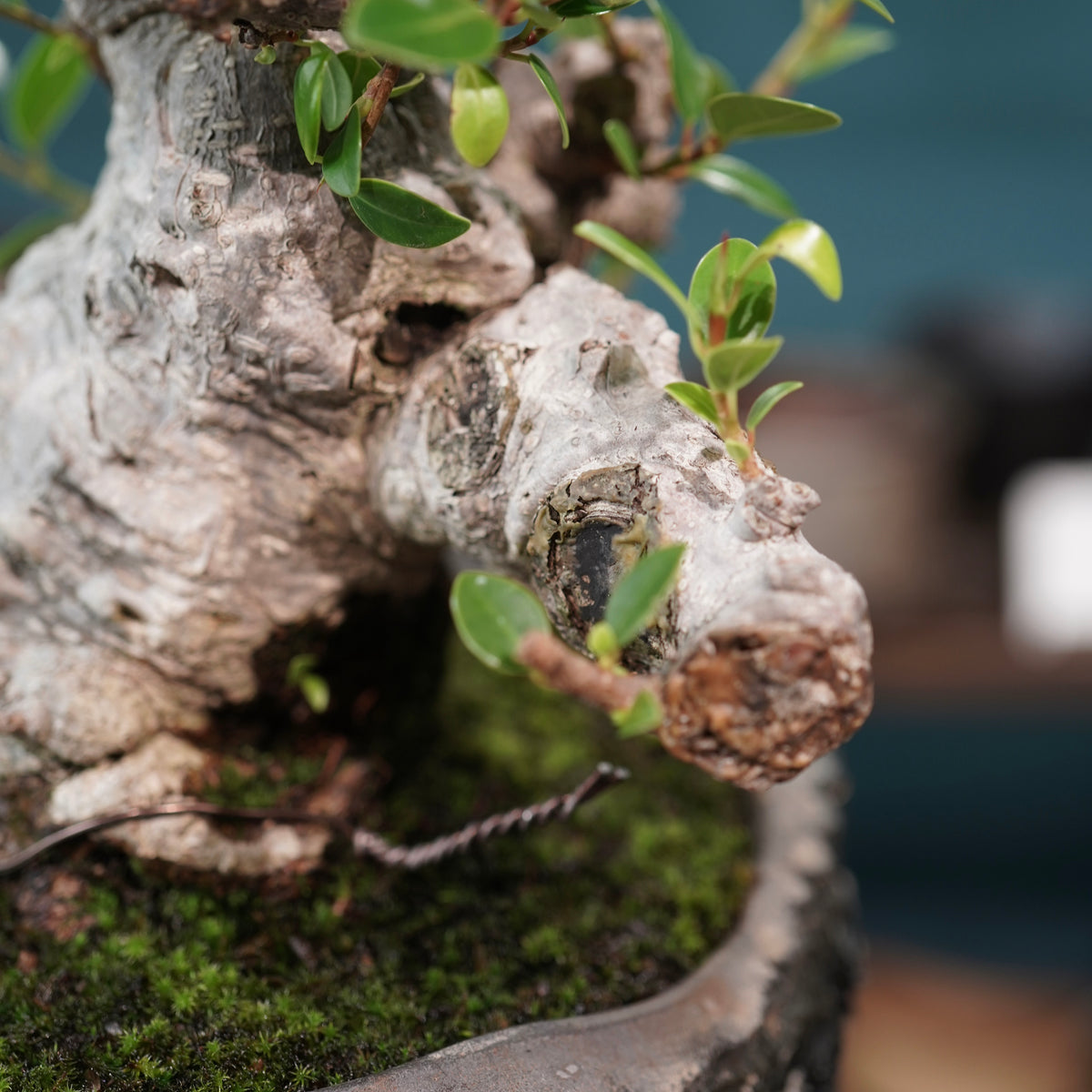 Ficus microcarpa(ガジュマル)× 宮島將實"匣鉢穴窯灰埋焼成鉢" No.1