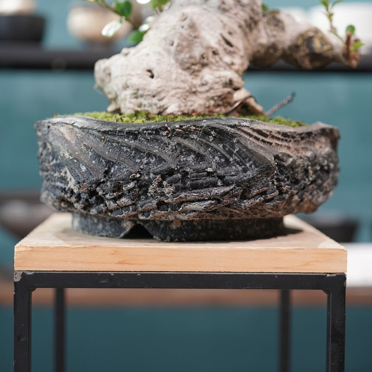 Ficus microcarpa(ガジュマル)× 宮島將實"匣鉢穴窯灰埋焼成鉢" No.1