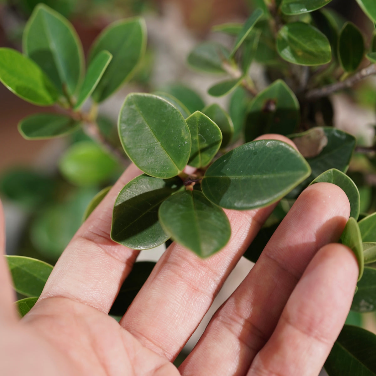 Ficus microcarpa(ガジュマル)× 宮島將實"匣鉢穴窯灰埋焼成鉢" No.1