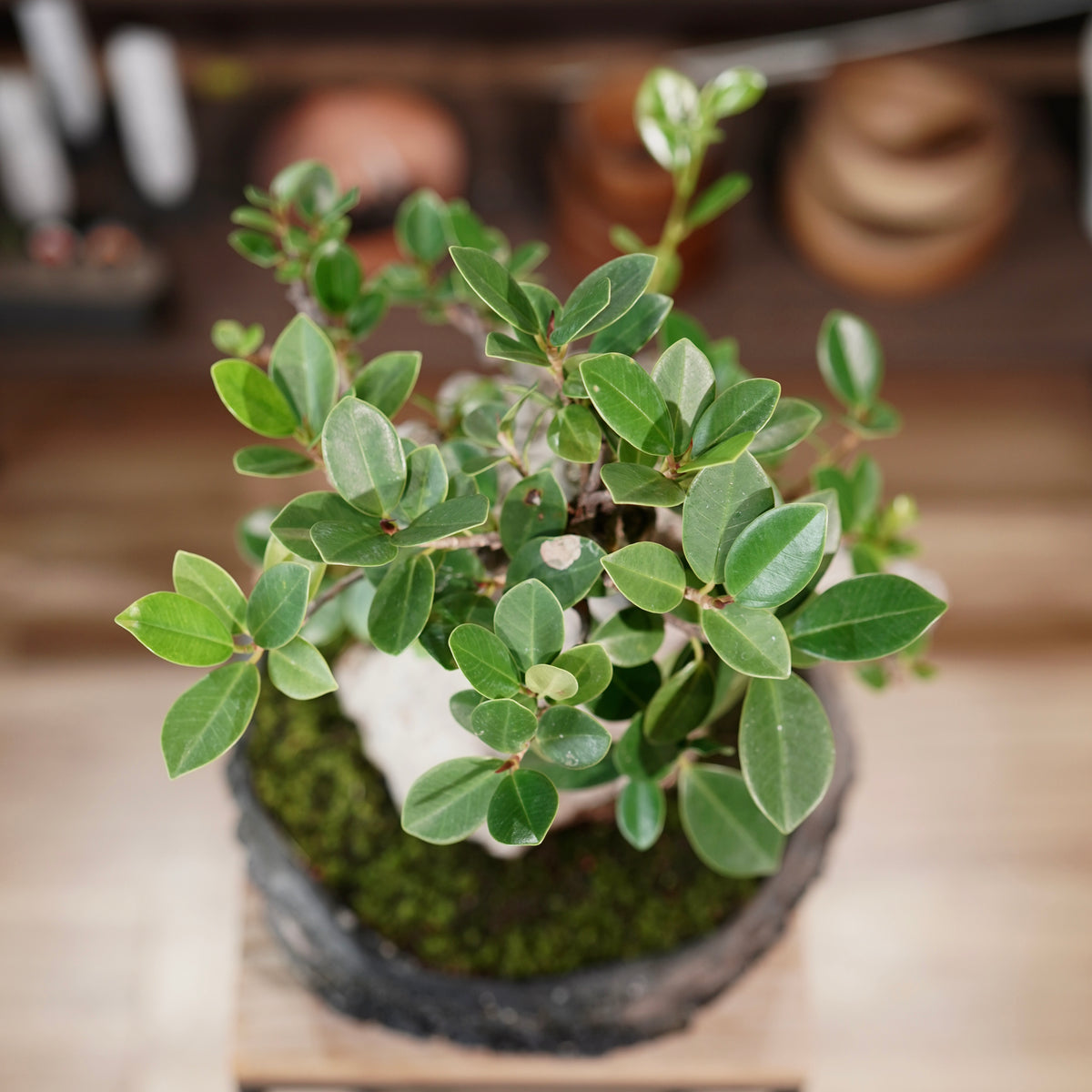 Ficus microcarpa(ガジュマル)× 宮島將實"匣鉢穴窯灰埋焼成鉢" No.1