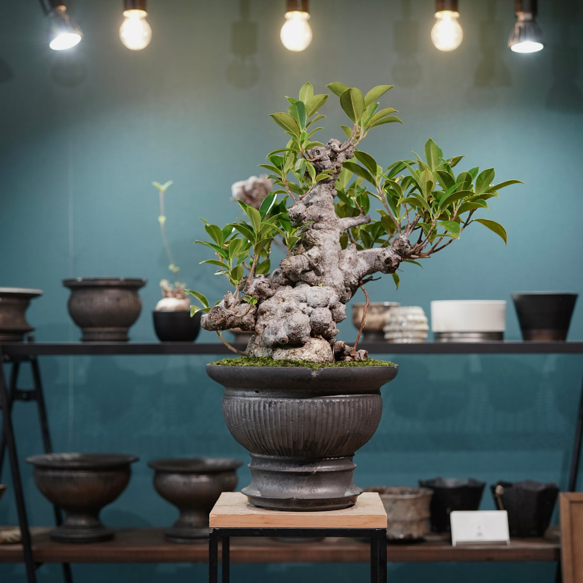 Ficus microcarpa(ガジュマル) × 小野瀬一 “鎬鉢”