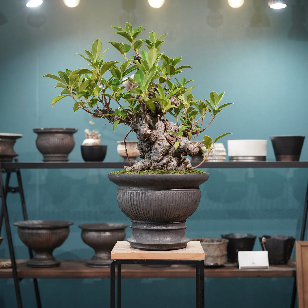 Ficus microcarpa(ガジュマル) × 小野瀬一 “鎬鉢”