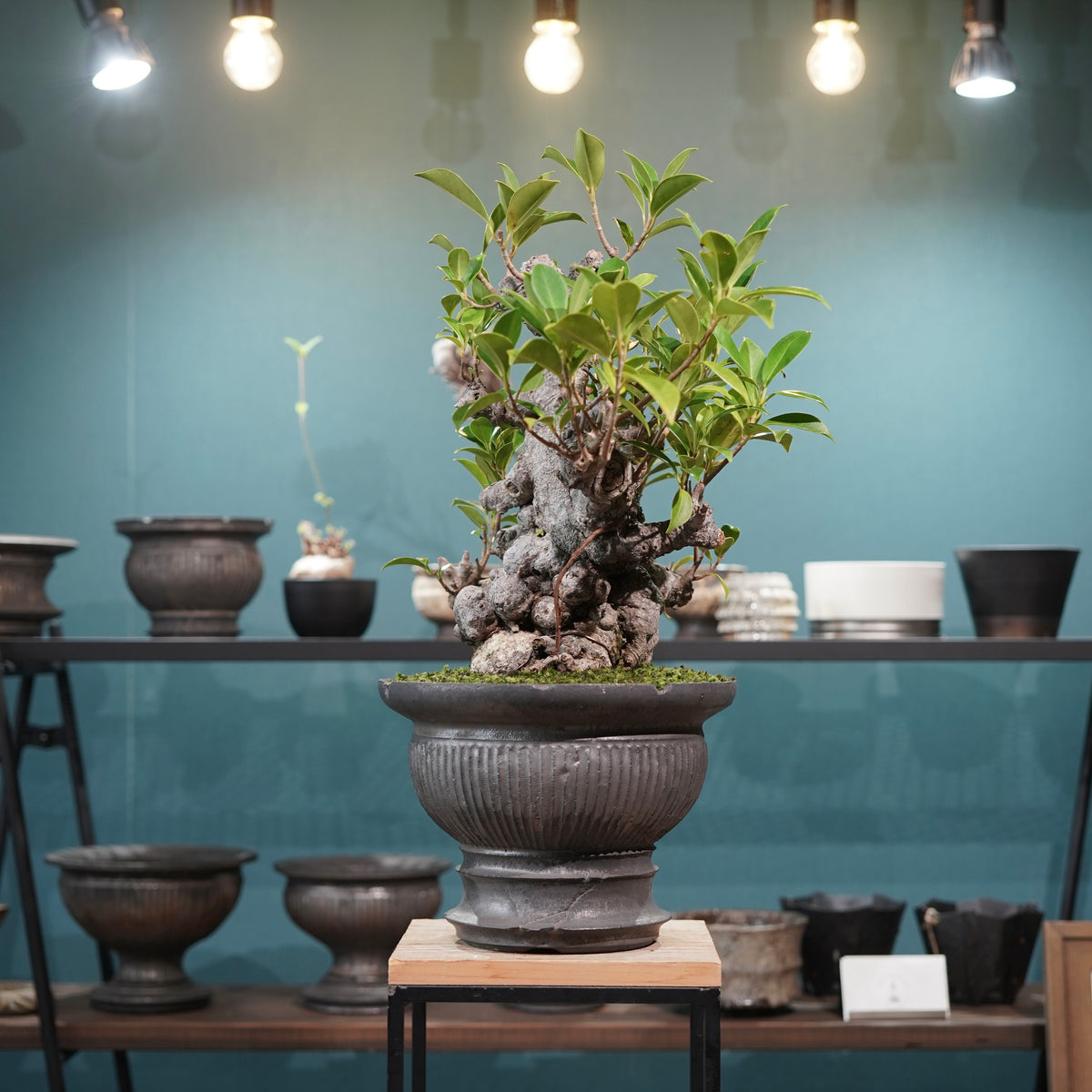 Ficus microcarpa(ガジュマル) × 小野瀬一 “鎬鉢”