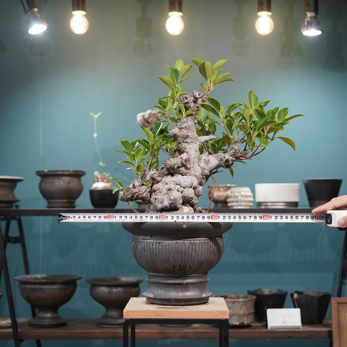 Ficus microcarpa(ガジュマル) × 小野瀬一 “鎬鉢”