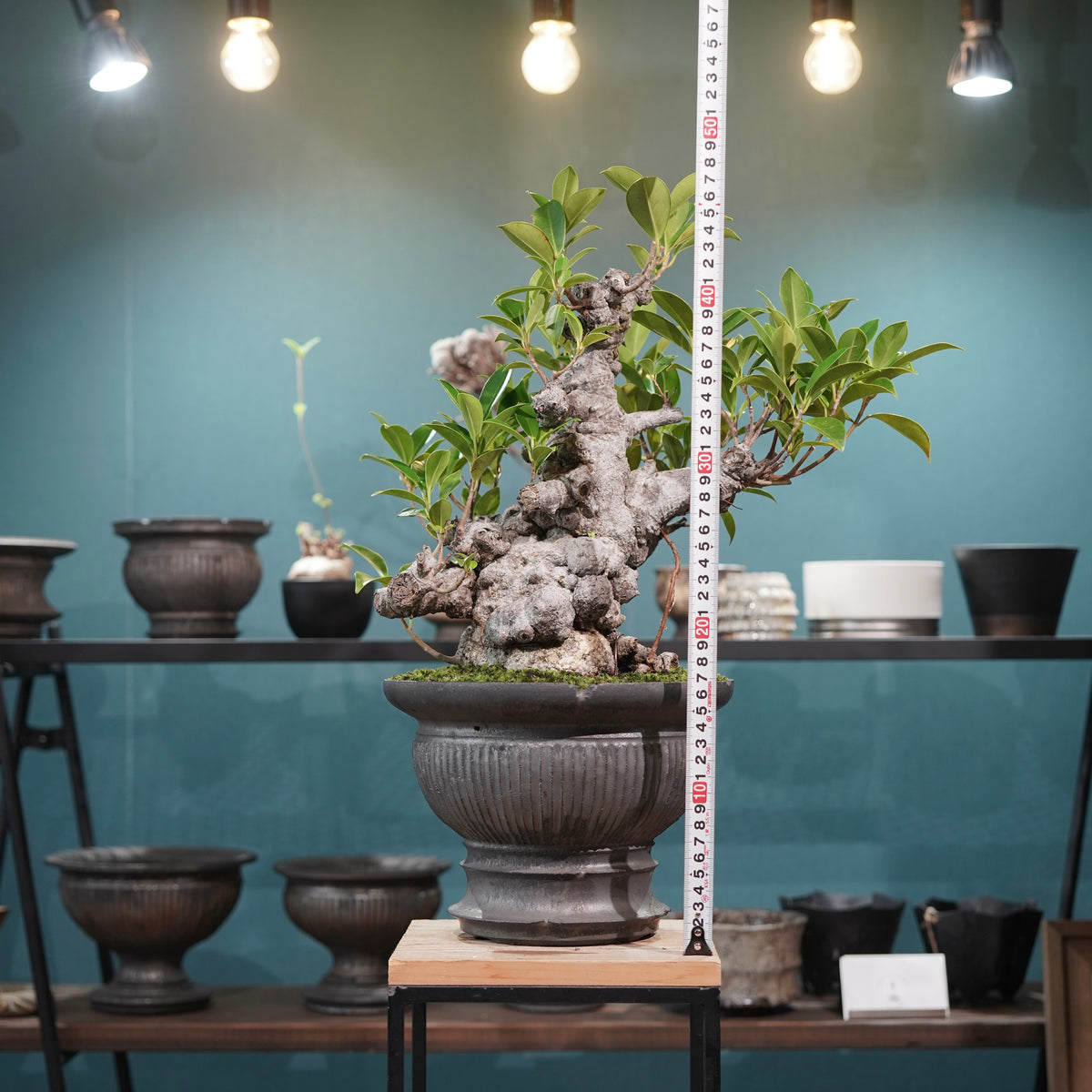 Ficus microcarpa(ガジュマル) × 小野瀬一 “鎬鉢”