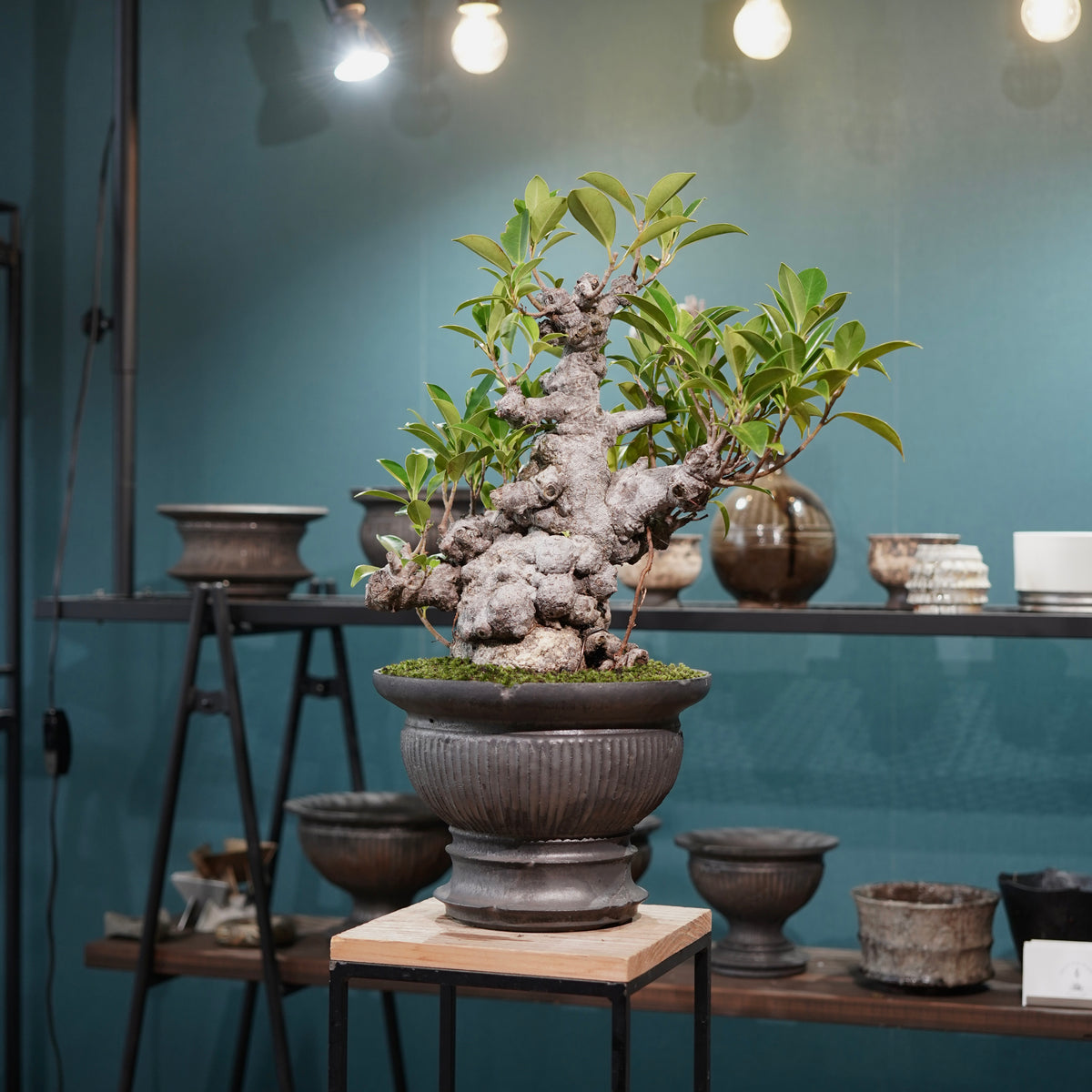 Ficus microcarpa(ガジュマル) × 小野瀬一 “鎬鉢”