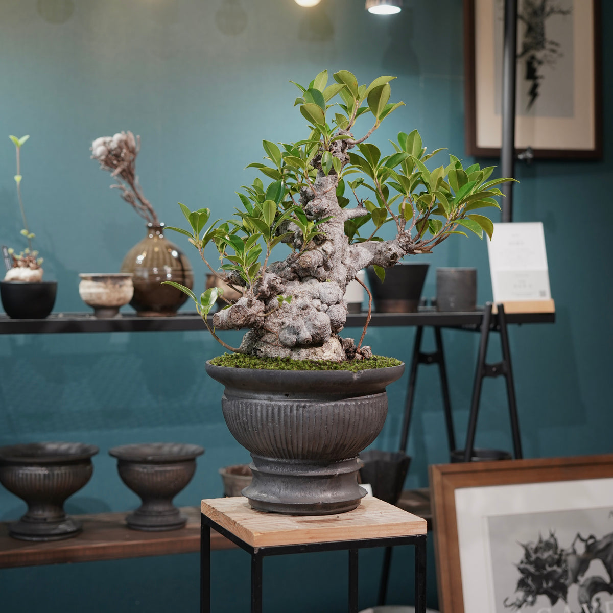 Ficus microcarpa(ガジュマル) × 小野瀬一 “鎬鉢”