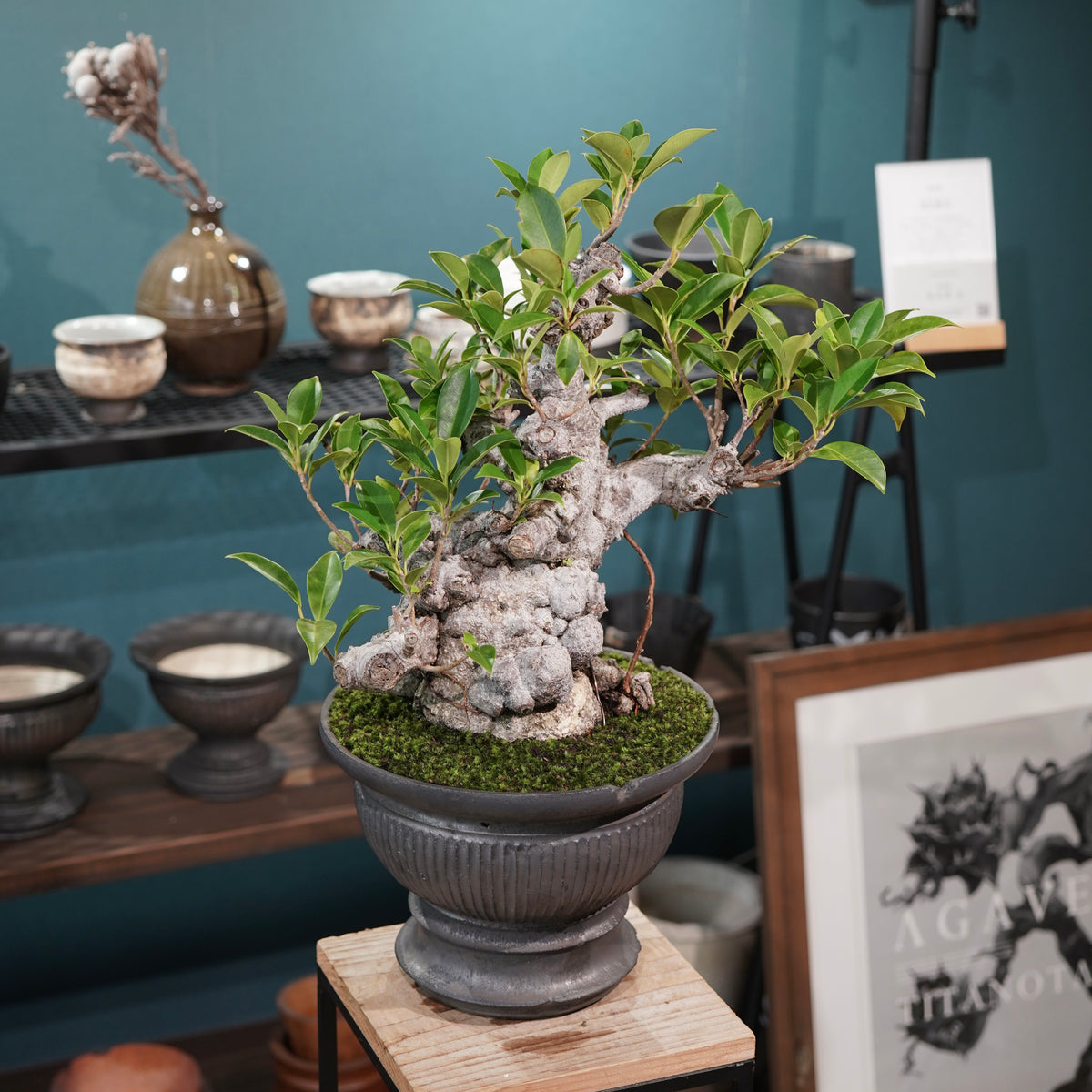 Ficus microcarpa(ガジュマル) × 小野瀬一 “鎬鉢”