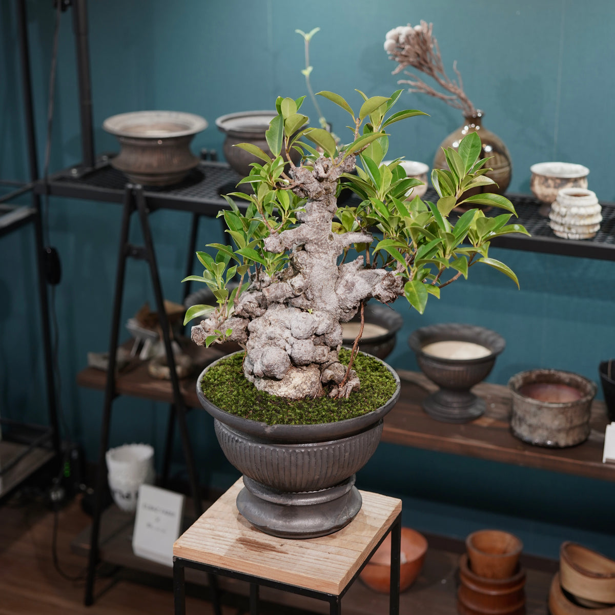 Ficus microcarpa(ガジュマル) × 小野瀬一 “鎬鉢”