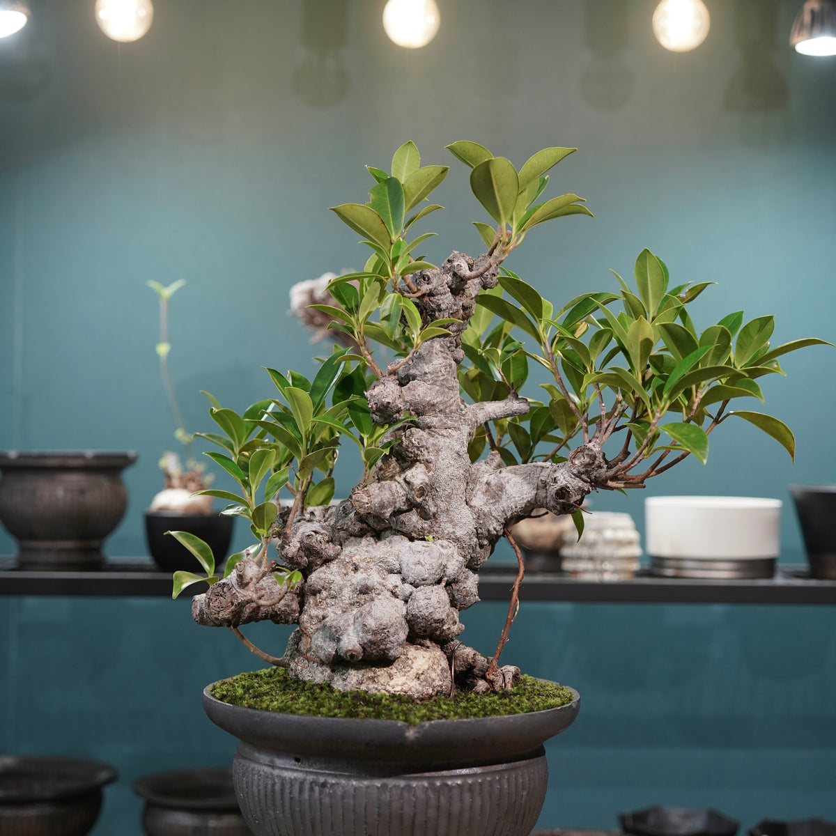 Ficus microcarpa(ガジュマル) × 小野瀬一 “鎬鉢”