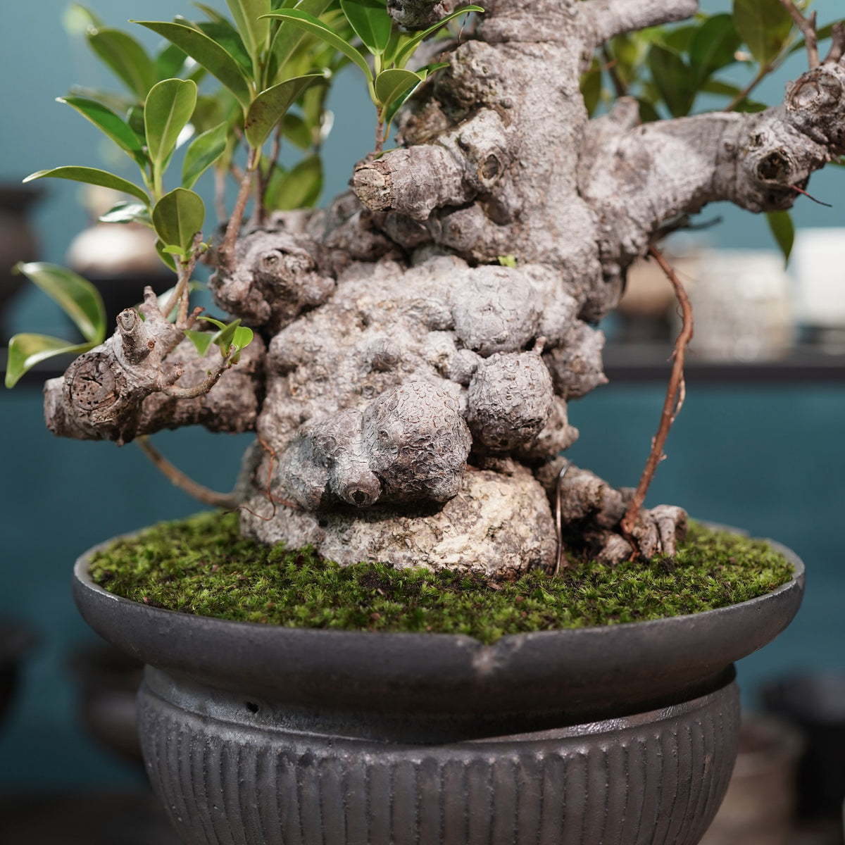 Ficus microcarpa(ガジュマル) × 小野瀬一 “鎬鉢”
