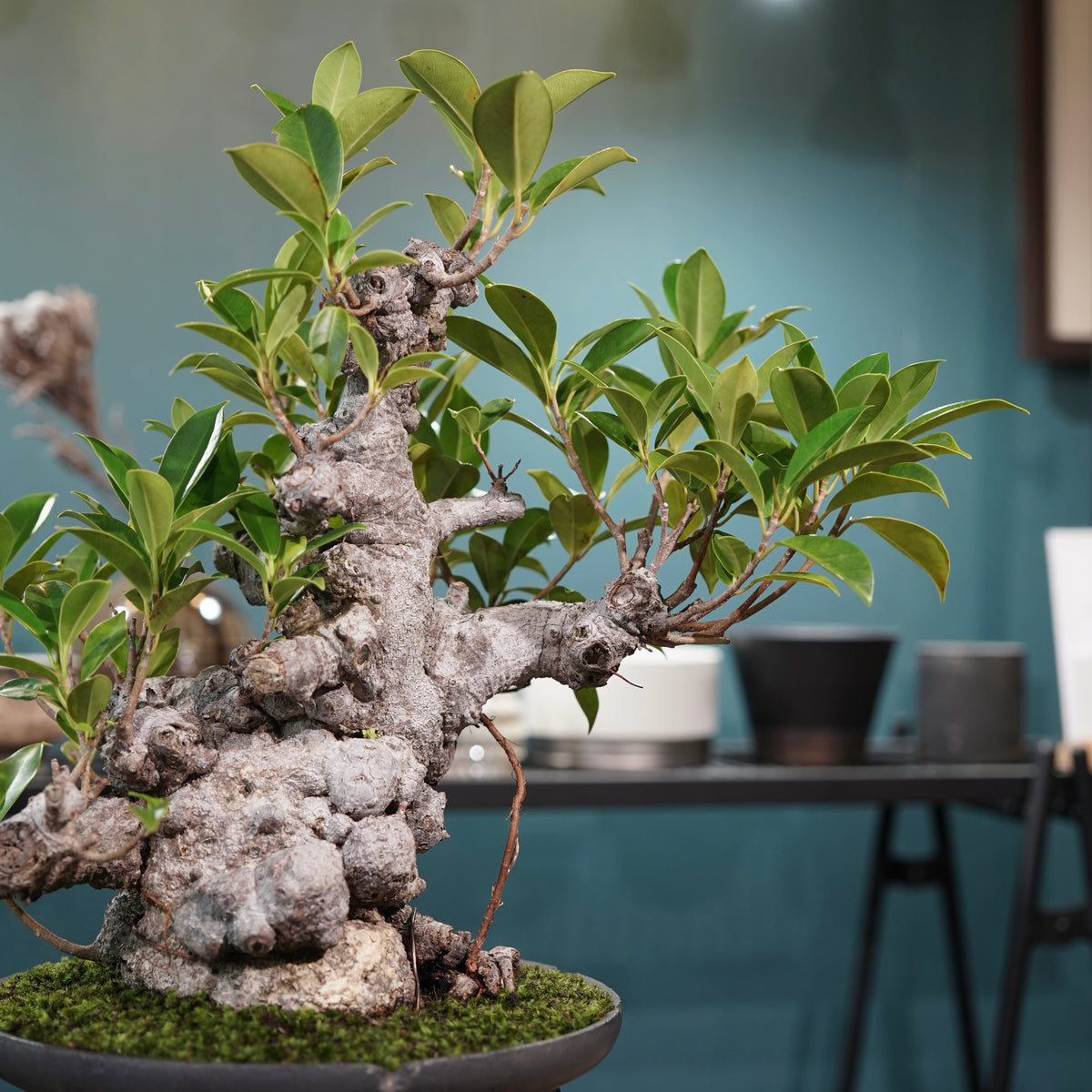 Ficus microcarpa(ガジュマル) × 小野瀬一 “鎬鉢”