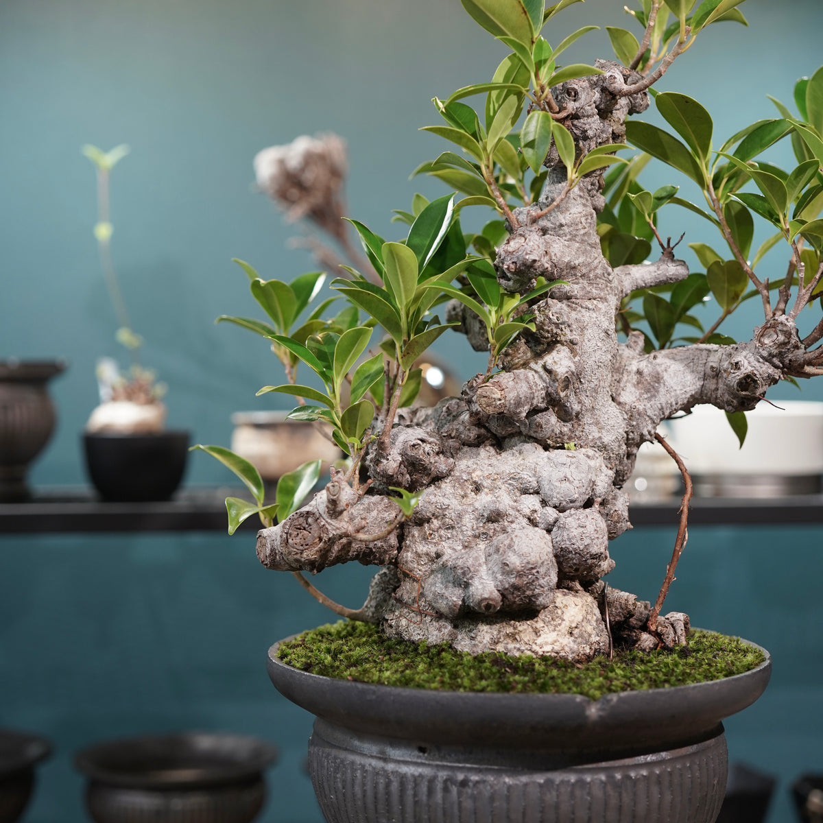 Ficus microcarpa(ガジュマル) × 小野瀬一 “鎬鉢”