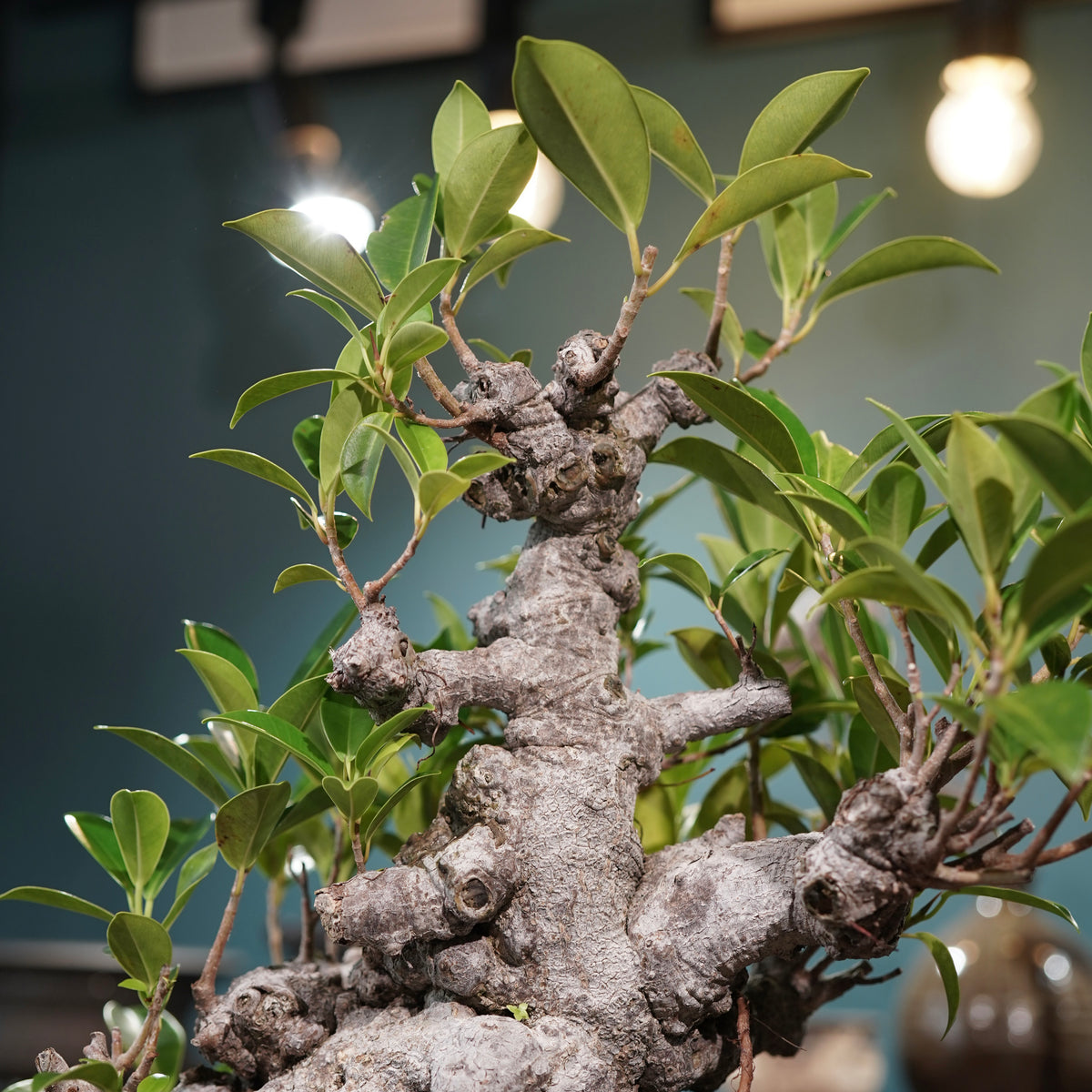 Ficus microcarpa(ガジュマル) × 小野瀬一 “鎬鉢”