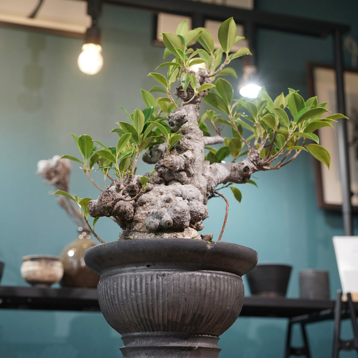 Ficus microcarpa(ガジュマル) × 小野瀬一 “鎬鉢”
