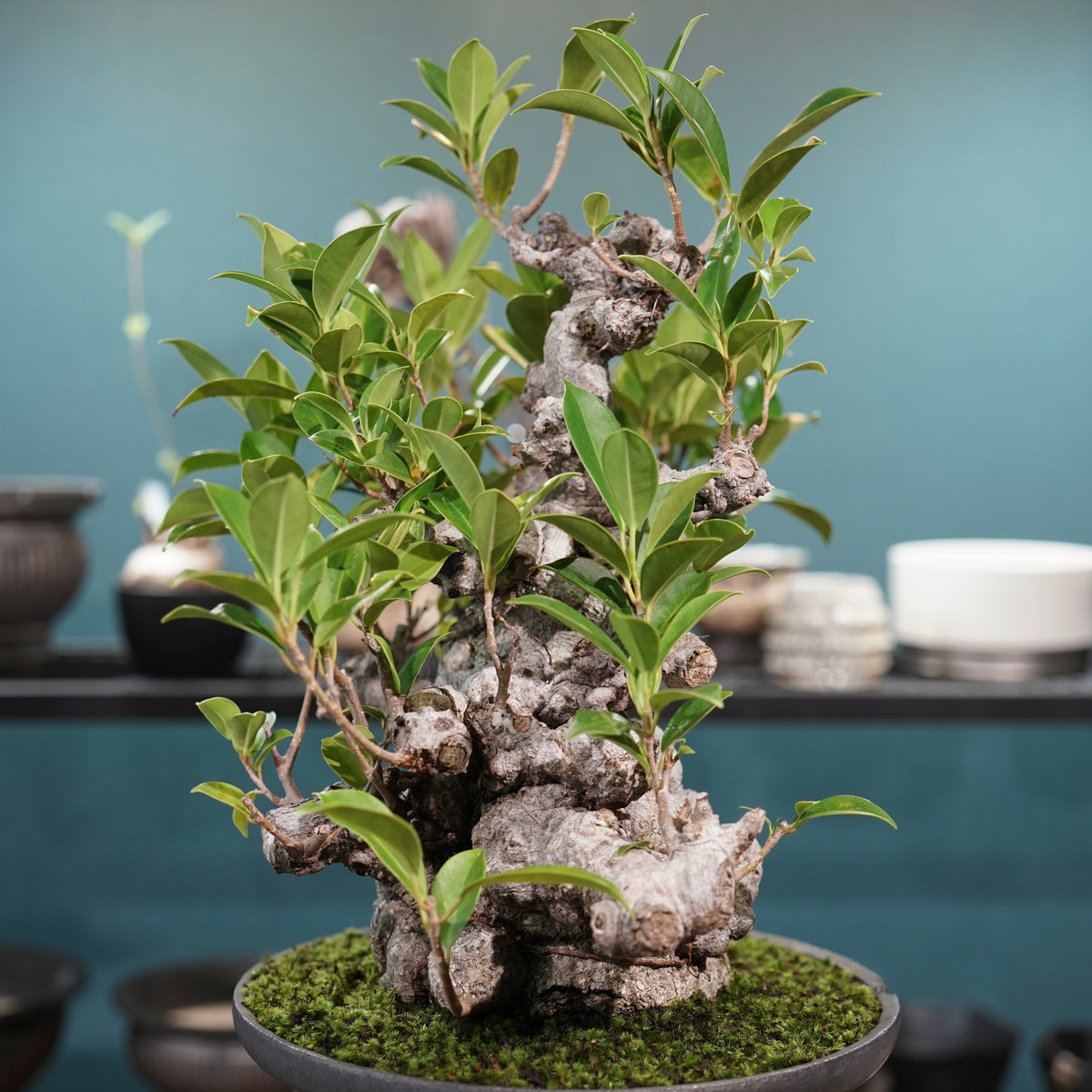Ficus microcarpa(ガジュマル) × 小野瀬一 “鎬鉢”