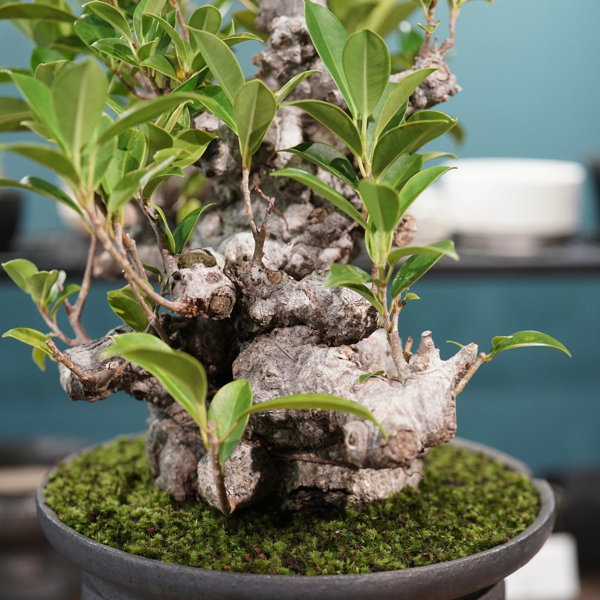 Ficus microcarpa(ガジュマル) × 小野瀬一 “鎬鉢”