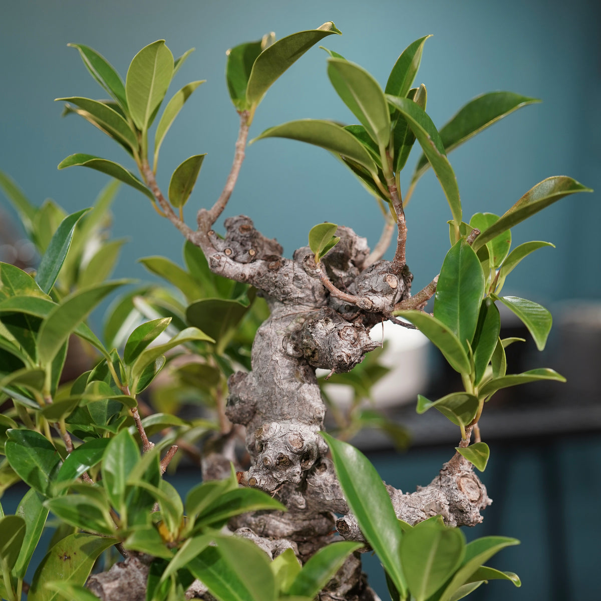 Ficus microcarpa(ガジュマル) × 小野瀬一 “鎬鉢”