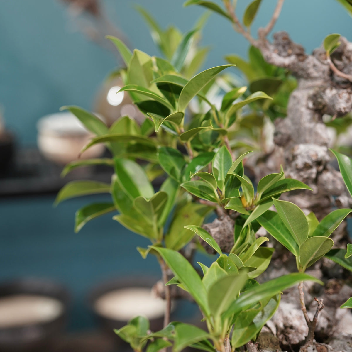 Ficus microcarpa(ガジュマル) × 小野瀬一 “鎬鉢”