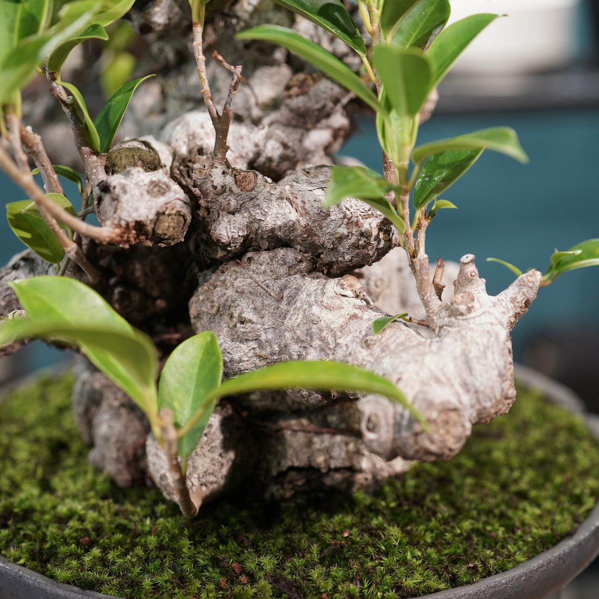Ficus microcarpa(ガジュマル) × 小野瀬一 “鎬鉢”