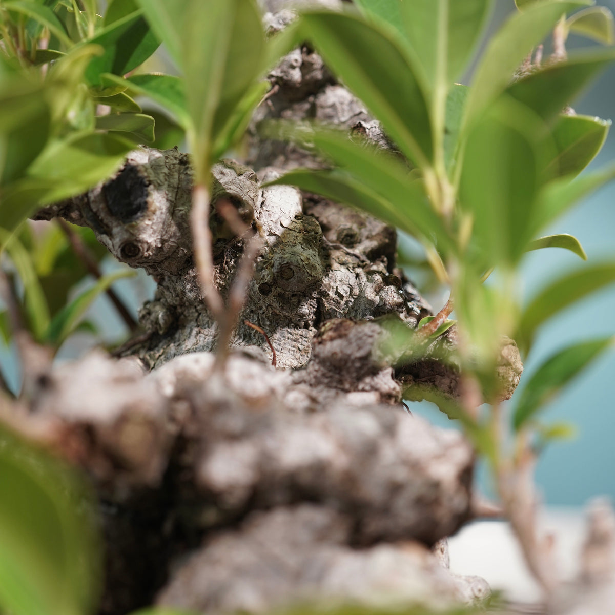 Ficus microcarpa(ガジュマル) × 小野瀬一 “鎬鉢”