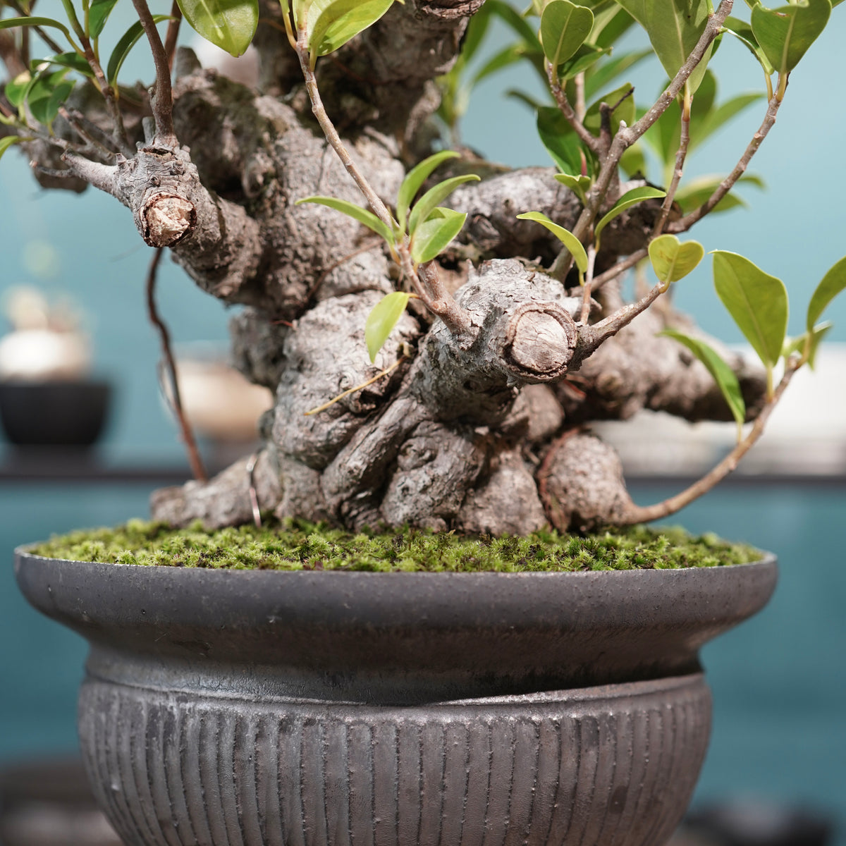 Ficus microcarpa(ガジュマル) × 小野瀬一 “鎬鉢”