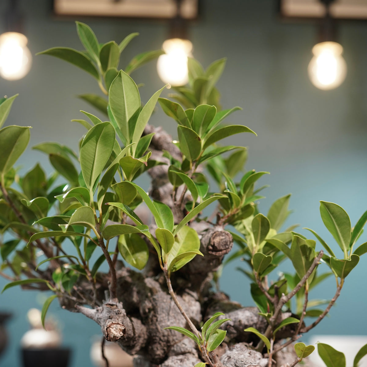 Ficus microcarpa(ガジュマル) × 小野瀬一 “鎬鉢”