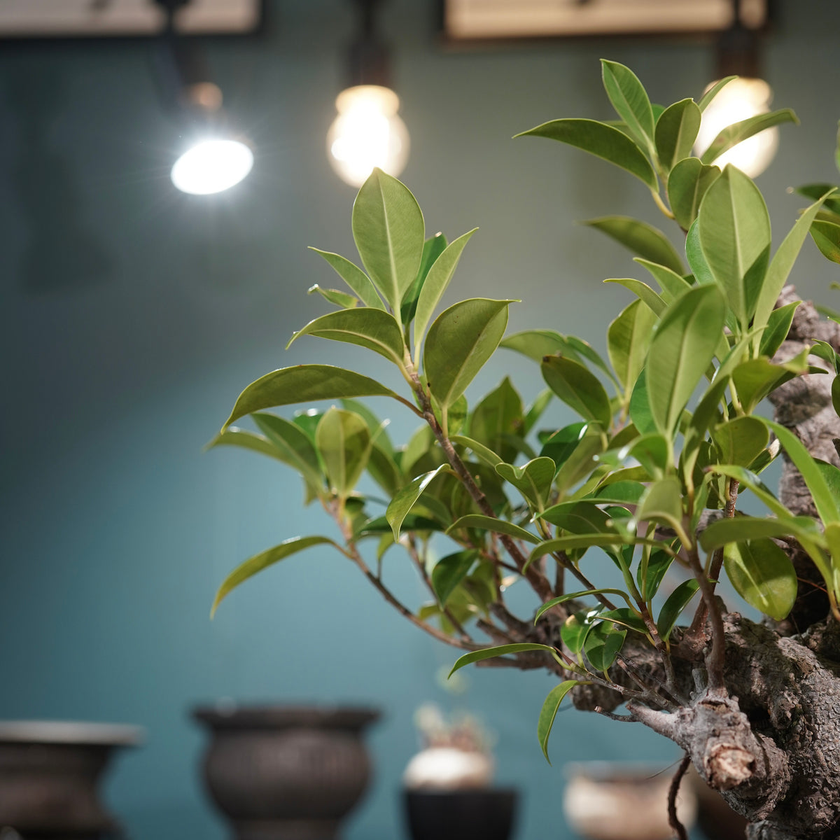 Ficus microcarpa(ガジュマル) × 小野瀬一 “鎬鉢”