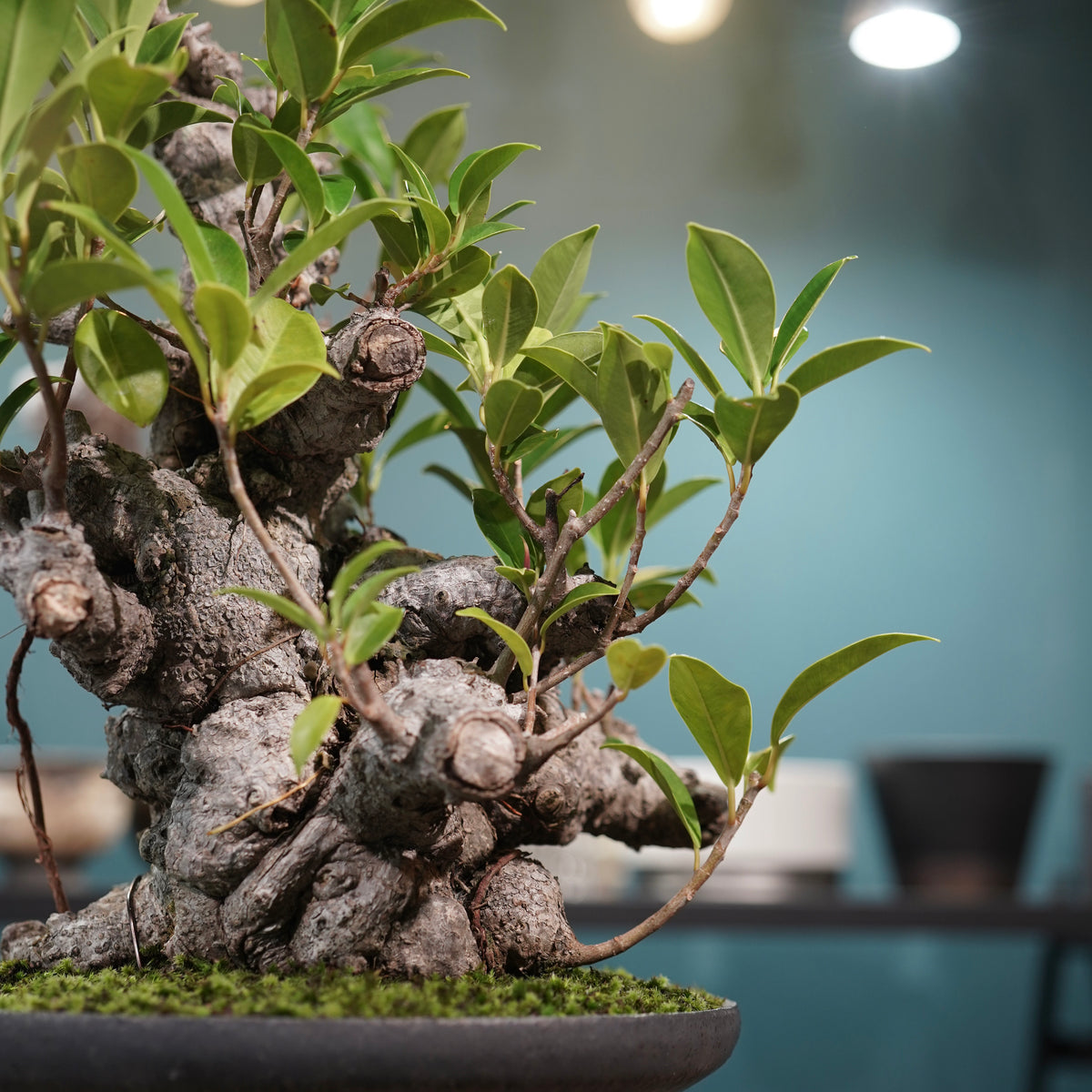Ficus microcarpa(ガジュマル) × 小野瀬一 “鎬鉢”