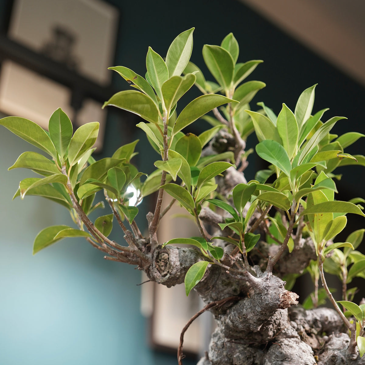 Ficus microcarpa(ガジュマル) × 小野瀬一 “鎬鉢”