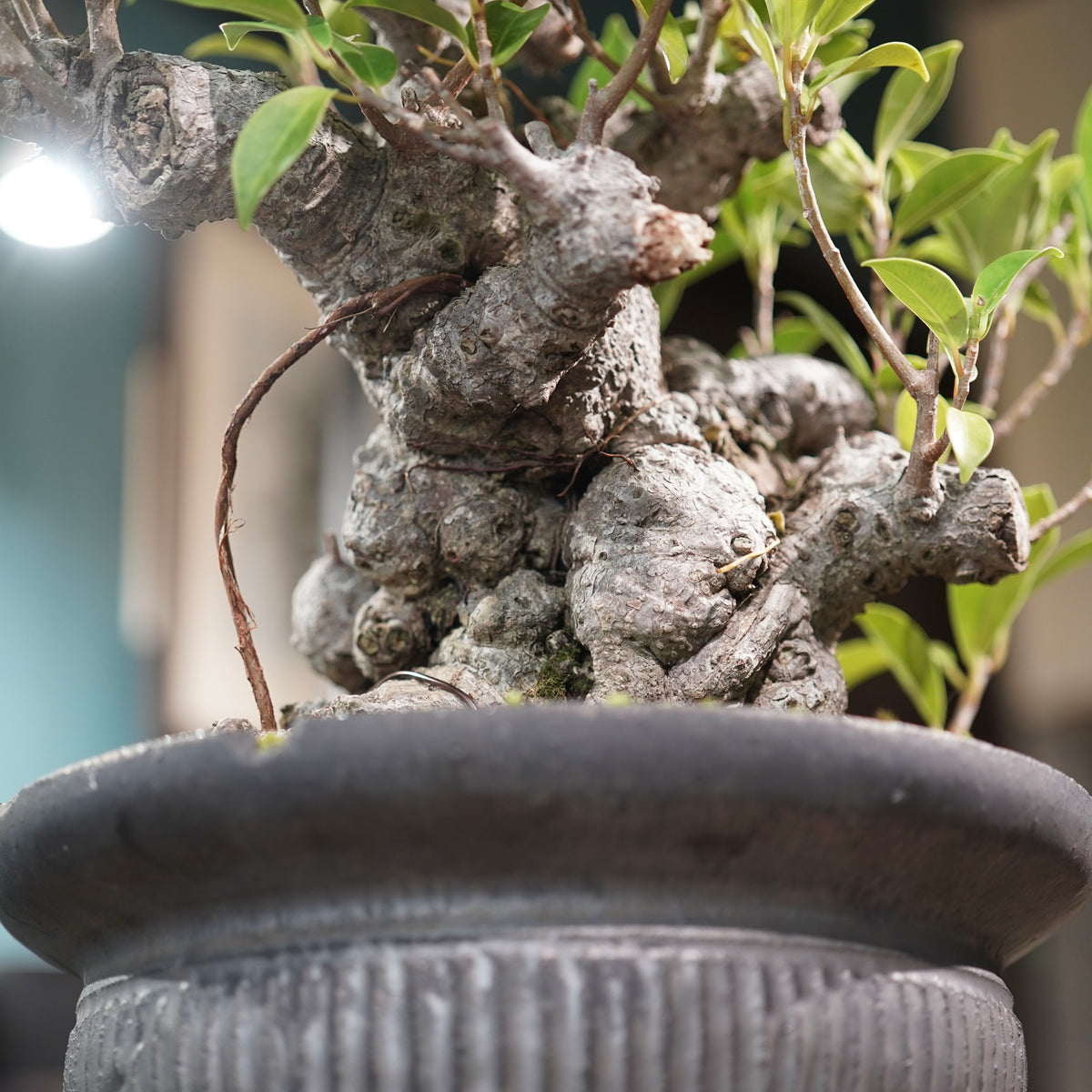 Ficus microcarpa(ガジュマル) × 小野瀬一 “鎬鉢”