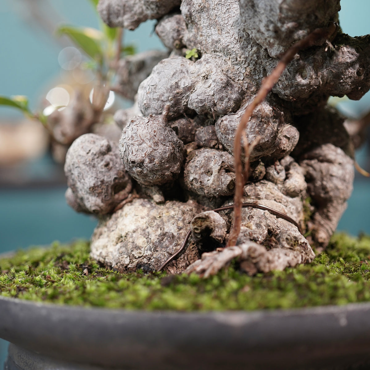 Ficus microcarpa(ガジュマル) × 小野瀬一 “鎬鉢”
