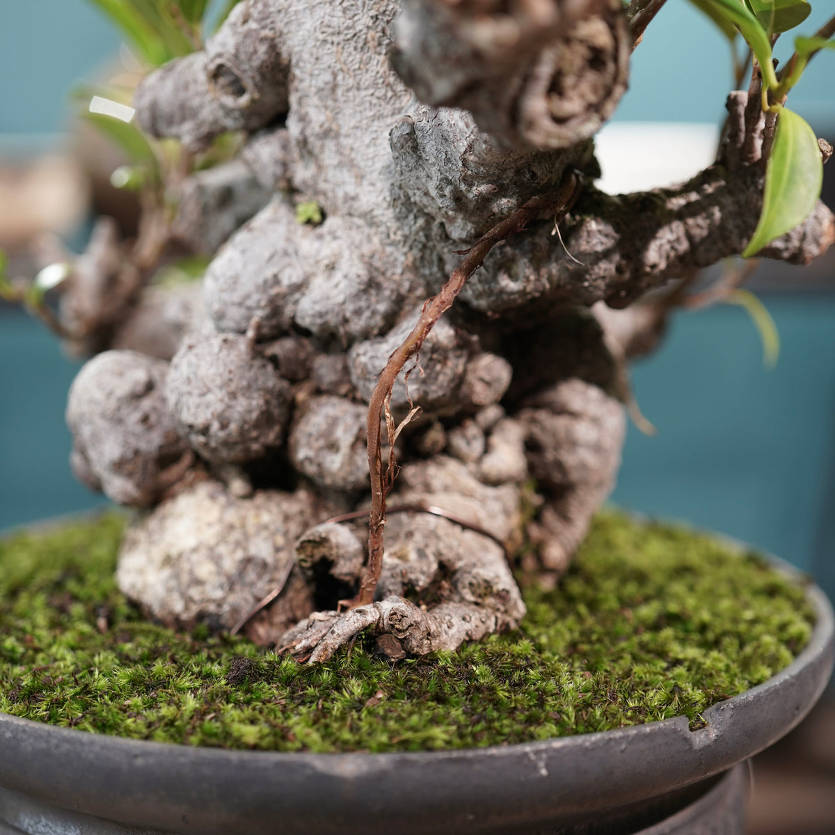 Ficus microcarpa(ガジュマル) × 小野瀬一 “鎬鉢”