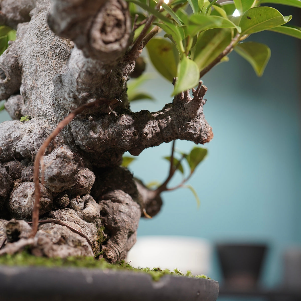 Ficus microcarpa(ガジュマル) × 小野瀬一 “鎬鉢”