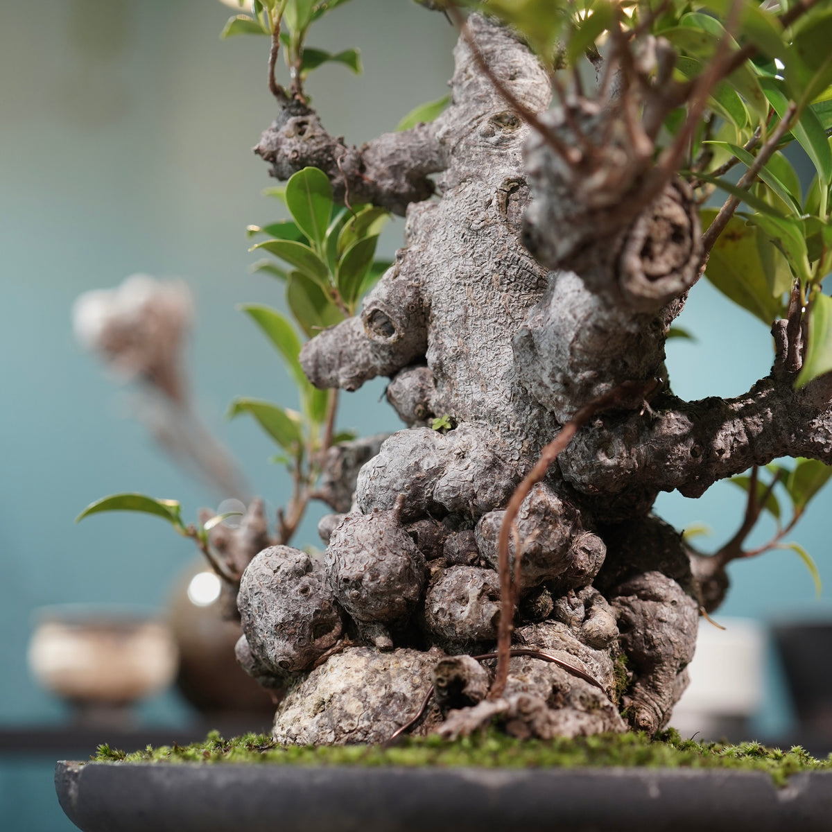 Ficus microcarpa(ガジュマル) × 小野瀬一 “鎬鉢”