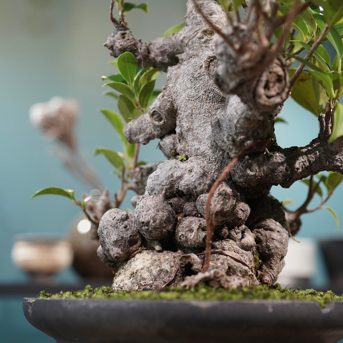 Ficus microcarpa(ガジュマル) × 小野瀬一 “鎬鉢”