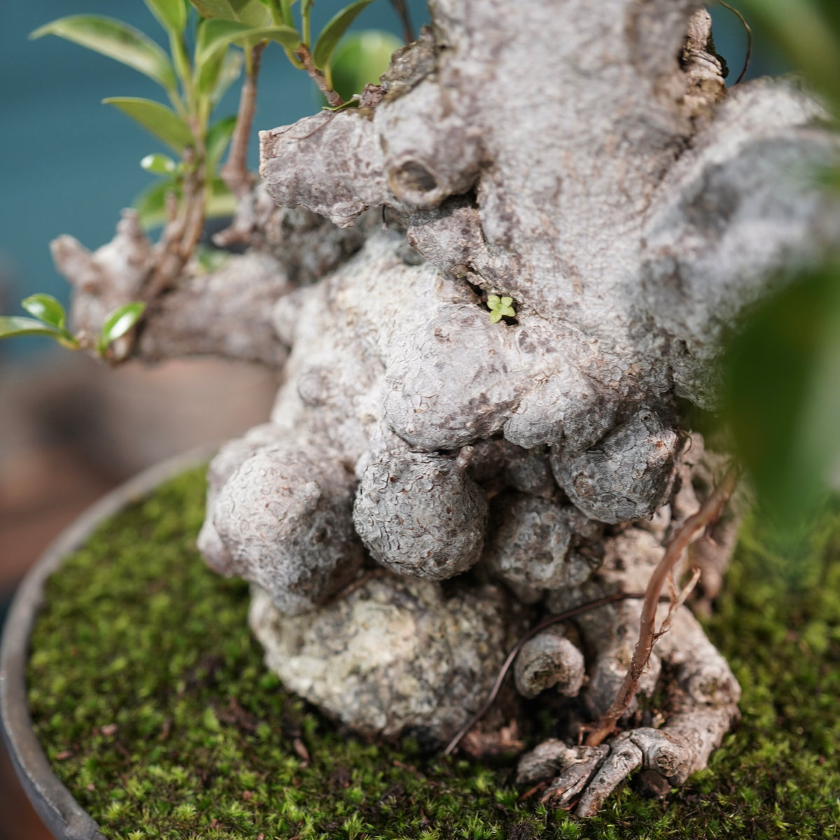 Ficus microcarpa(ガジュマル) × 小野瀬一 “鎬鉢”