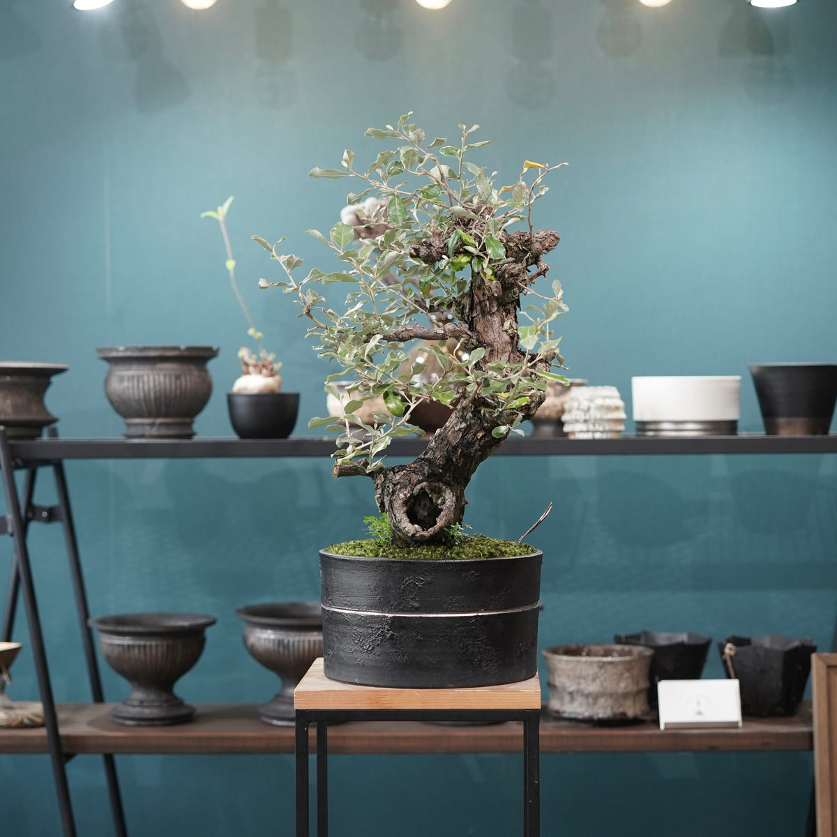 Old Elaeagnus formosana (古木台湾グミ) × 高見澤匠 “黒磁／白金鉢”