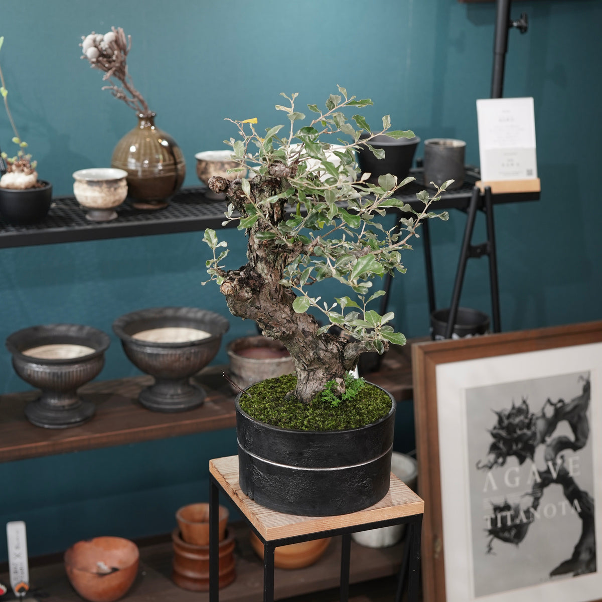 Old Elaeagnus formosana (古木台湾グミ) × 高見澤匠 “黒磁／白金鉢”