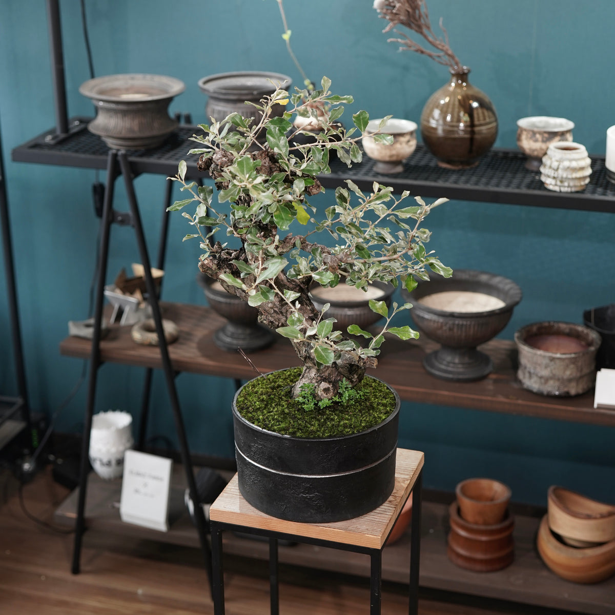 Old Elaeagnus formosana (古木台湾グミ) × 高見澤匠 “黒磁／白金鉢”